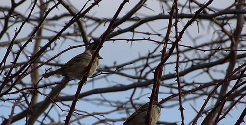 Sparrows 4