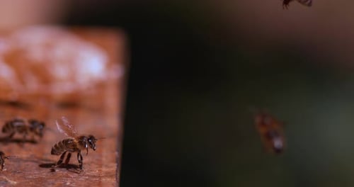 European Honey Bee, apis mellifera, Black Bees Going To The Hive, Insects in Flight, Return Of Boot