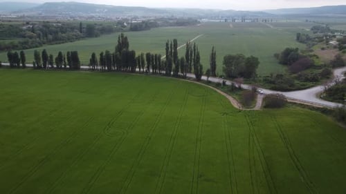 Aerial View on Green Wheat Field in Countryside