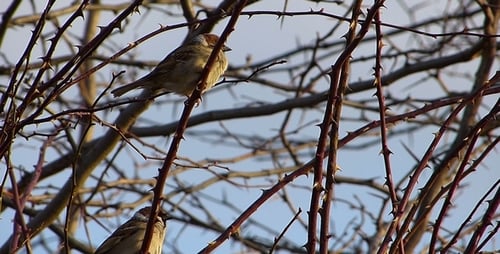 Birds Perched on Thorny Branches