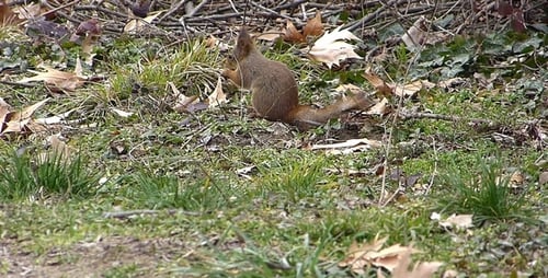 Squirrel Standing Up Eating in Nature