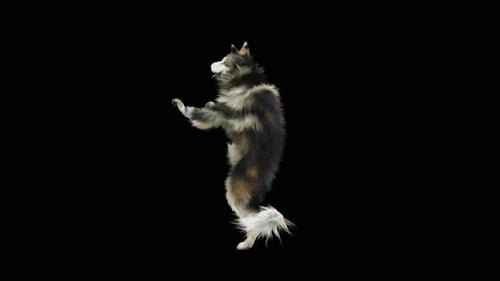 Hundetanz HD