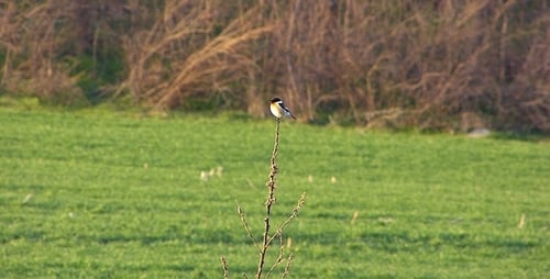 Der europäische Stonechat