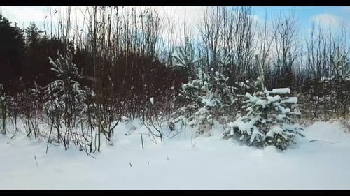 Winter Forest 01