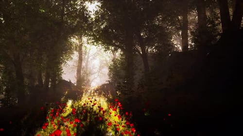 Sommernebel im Wald