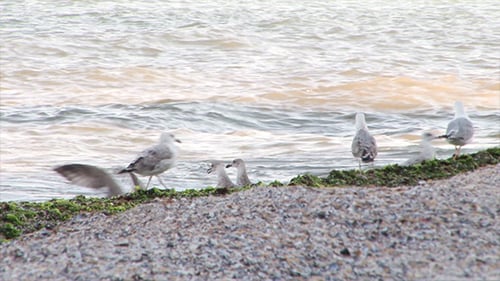 Seagulls On The Beach