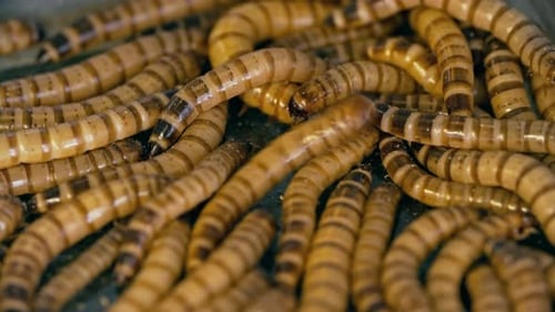 Zophobas Morio Worms
