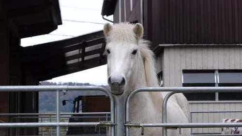Beautiful white horse in stable on farm, looking around in nature.Slow motion close up.