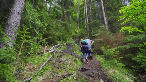 Hikers On Dense Forest With Coniferous Trees In Slovakian Carpathians Mountains. Tilt-up