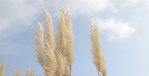 Pampas Grass Gently Sways in the Wind