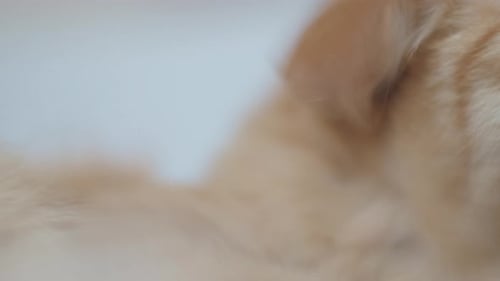Nahaufnahme von niedlichen Ingwerkatzen, die ihre Pfote leckt. Fluffy Pet Makro-Porträt.