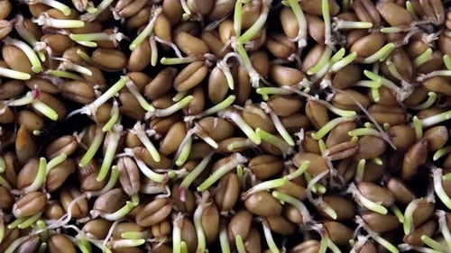 Sprouted Grains Close Up View
