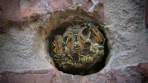 Las
avispas están construyendo un nido. Primer plano de insectos peligrosos alados. Familia de avispones en cámara lenta.