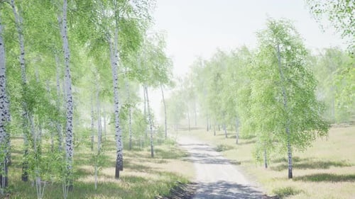 Birch Forest in Sunlight in the Morning