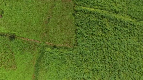 Aerial view of crops and trees