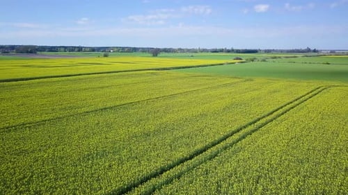 Aerial flyover blooming rapeseed (Brassica Napus) field, flying over yellow canola flowers, idyllic