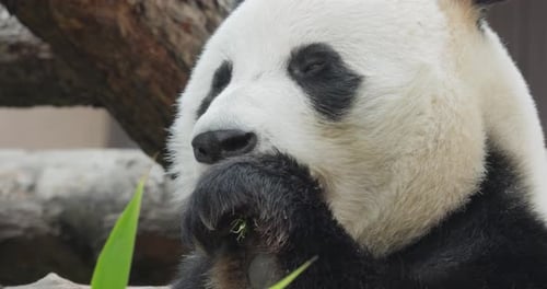 Giant Panda Ailuropoda Melanoleuca Also Known As the Panda Bear