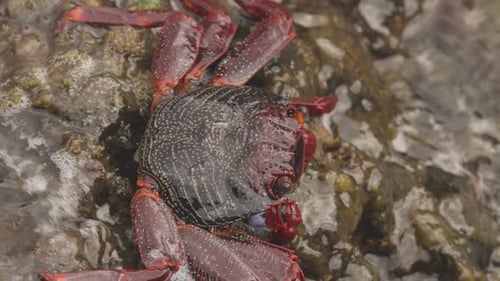 Close Up of Red Crabs on Rocks