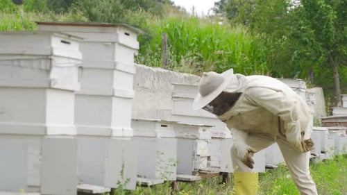 White beehives.
