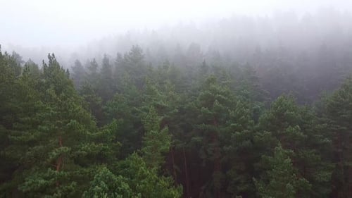 Forest Strong Fog Aerial Drone View
