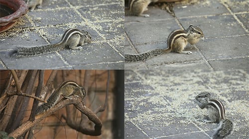 Striped Squirrel Foraging for Food