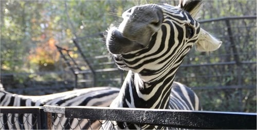 Close Up of Zebra Eating Leaves