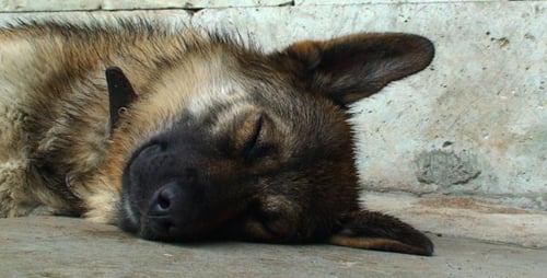Chien qui dort dehors CU