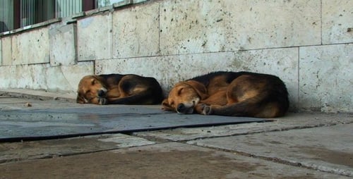 Zwei Hunde schlafen im Freien - 01