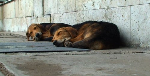 Zwei Hunde schlafen im Freien - 02