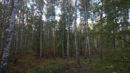 Birches In A Dense Forest
