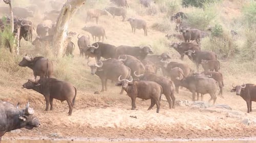 High key: Herd of Cape Buffalo on dusty grass hillside look to camera