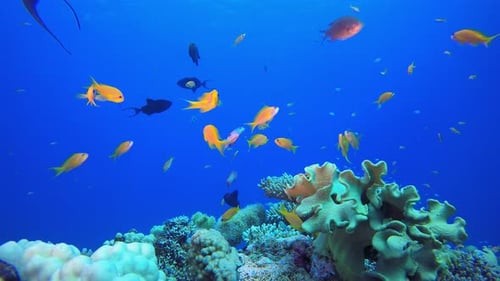 Underwater Beautiful Scene