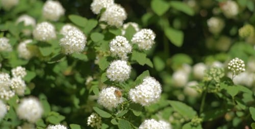 Bees Pollinating White Flowers on Bush in Sunlight