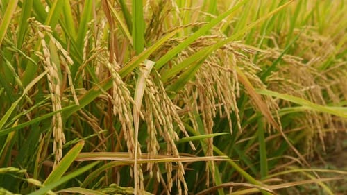 Spike Rice_05