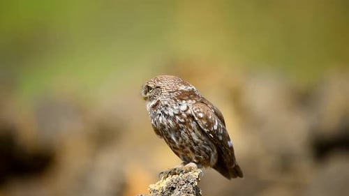 Die kleine Eule ist auf dem Stein auf einem schönen Hintergrund