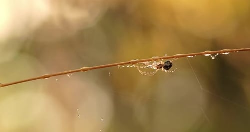 Raindrops on the Spider Web. Cobwebs in Small Drops of Rain