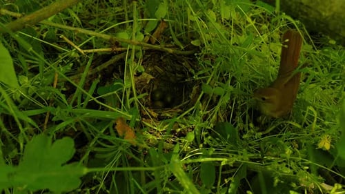 Small Bird Perching in Nest Amid Green Undergrowth