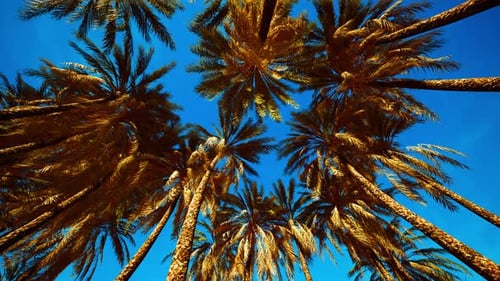 Upward Rotating View of Tropical Palm Trees Against Blue Sky