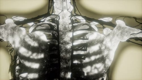 Human Skeleton Bones Scan Glowing
