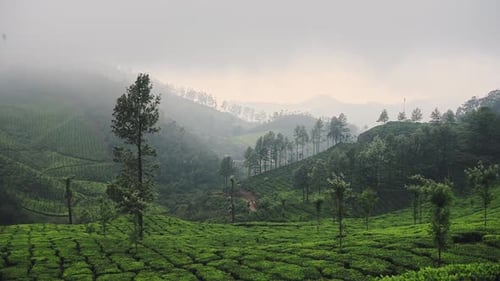 Paysage de montagnes sur les plantations de thé, par temps brumeux, Munnar, Inde, au crépuscule