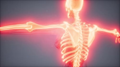 Human Skeleton with Glowing Nerves and Bones Medical Animation