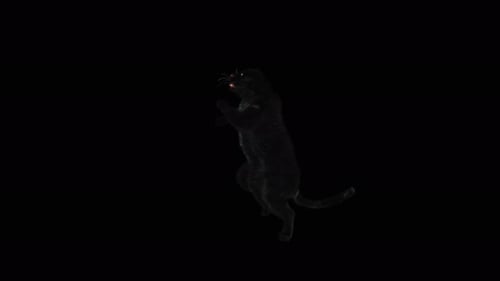 Animated 3D Black Panther Standing and Swatting
