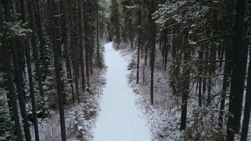 Pine forest road with snow high close up