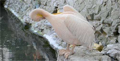 Pelican