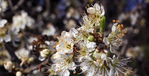 Flowering Tree 03