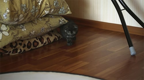 Gatinho sorrateiro