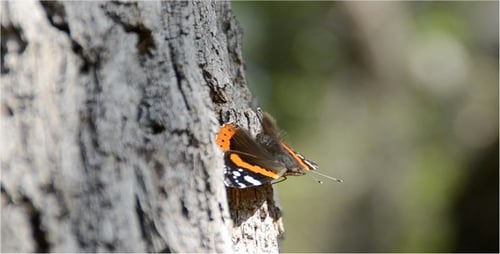 Schmetterling 3