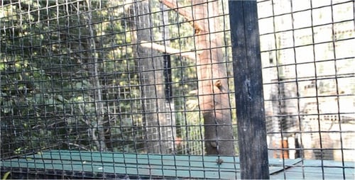 Monkey