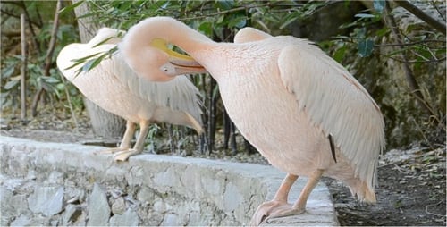Pelican 2