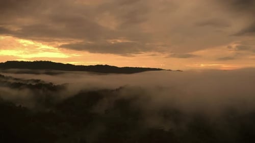 Fliege durch den Nebel, der über dem Blätterdach eines tropischen Waldes hängt